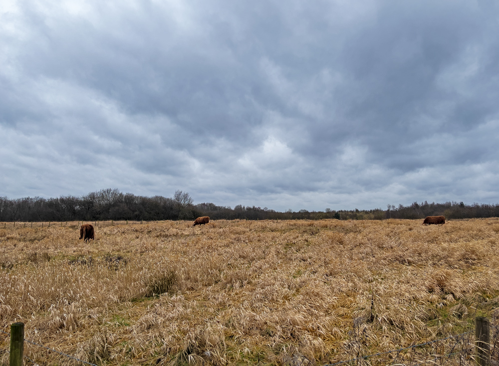 Highland Cows